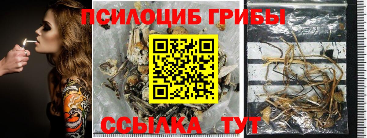 хочу   Псилоцибиновые грибы прущие грибы  Тулун  Вход с VPN  Псилоцибиновые грибы Psilocybe 